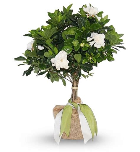 Best Ways to Gift Memorial Trees for Loved Ones