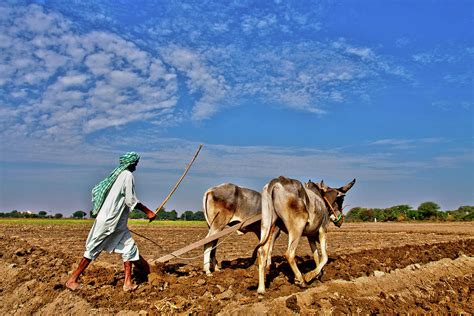 Farmer Ploughing With Bulls by Sm Rafiq Photography.