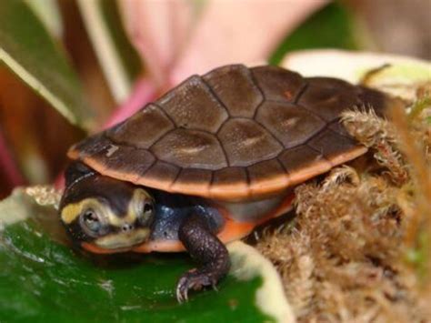 Pink-Bellied Side-Neck Turtle Care: The Essential Guide