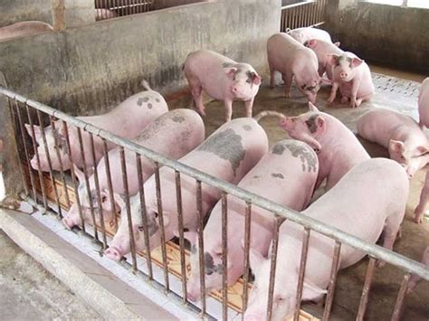Chuồng trại nuôi heo (lợn) - Công ty Bình An