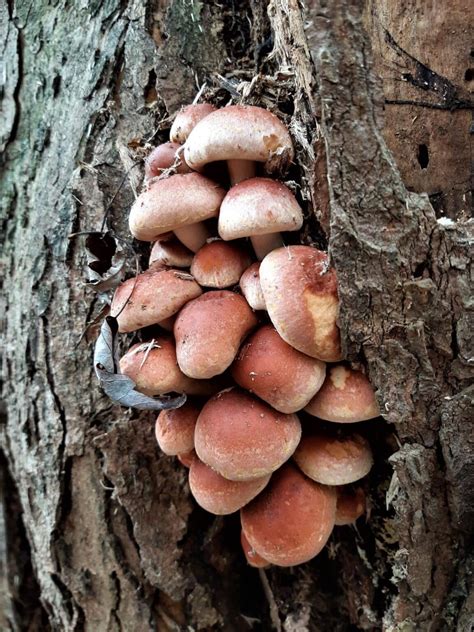 Brick Cap Mushrooms: Identification and Foraging Guide - Mushroom Appreciation