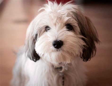 Click visit site and Check out Hot HAVANESE Shirts. This website is ...