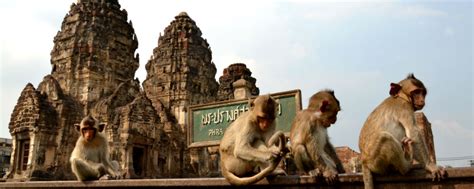 Visitng the Loburi Monkey Temple in Thailand - The Travel Blogs