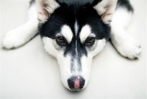 7 Common Side Effects of Pet Medications | petMD