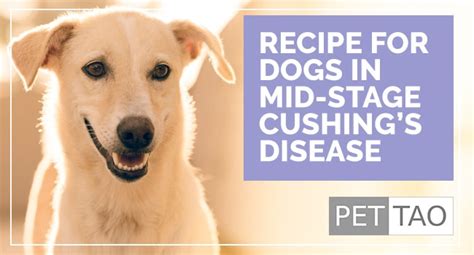 TCVM Food Recipe for Mid-Stage Dog Cushing's Disease