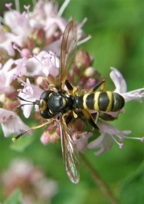 Diptera.info - Discussion Forum: Conops flavipes