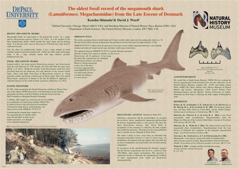 (PDF) The oldest fossil record of the megamouth shark (Lamniformes ...