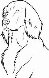 Irish Setter Coloring Page Free Printable Pages Sketch sketch template