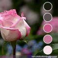 8 Striking Pink And Black Color Palettes (With Hex Codes)