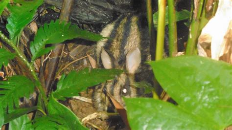 Annamite striped rabbit – The Saola Working Group