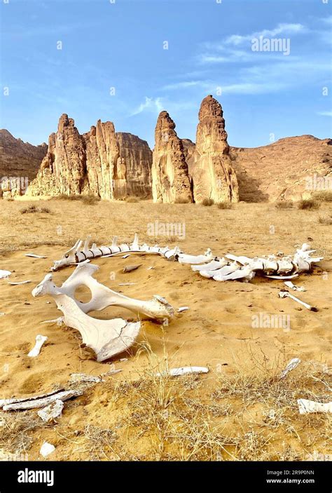 A vertical of an animal skeleton in a desert Stock Photo - Alamy