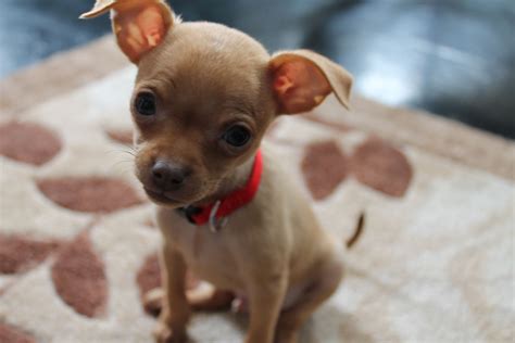 59+ Mini Pinscher Chihuahua Mix For Sale Image - Bleumoonproductions