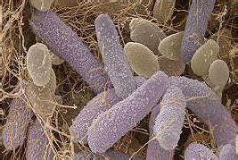 Acetobacter xylinum - meddic