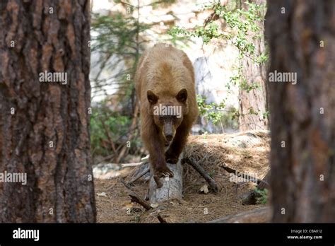 Black Bear, California Sierra Mountains Stock Photo - Alamy