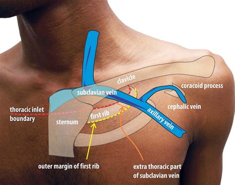 Left Subclavian Vein Anatomy