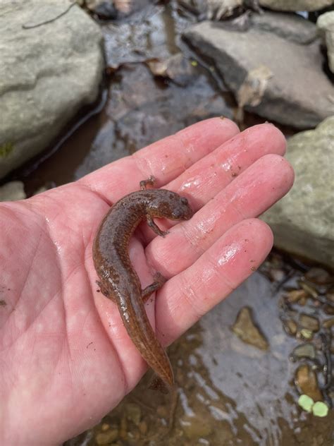 Spring Salamander from S Water St, Pine Grove Mills, PA, US on April 22, 2022 at 04:17 PM by ...