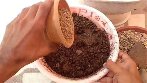 How To Make Bonsai Soil Mix - A DIY Guide To Perfection