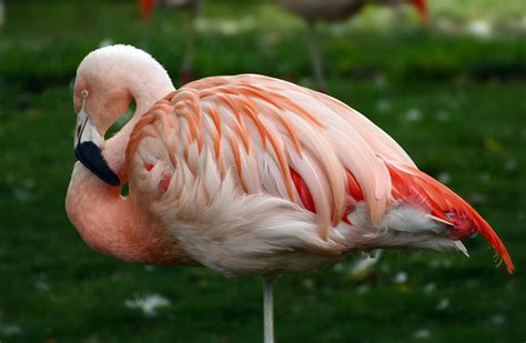 Chilean flamingo (Phoenicopterus chilensis) | The Chilean fl… | Flickr