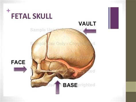 Fetal skull ppt