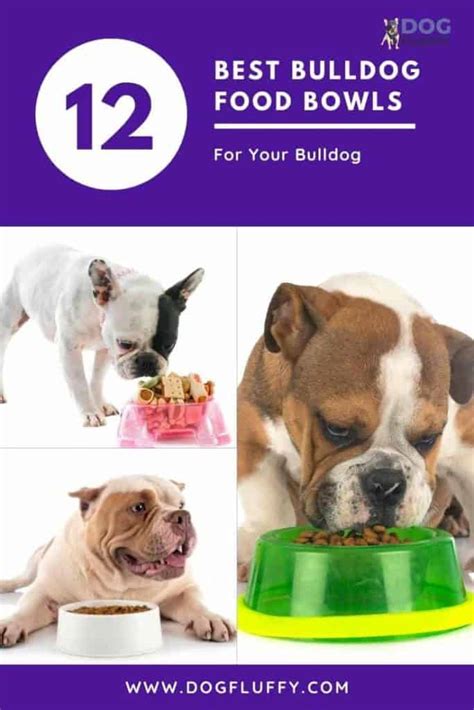 12 Best Bulldog Food Bowls | Dog Fluffy