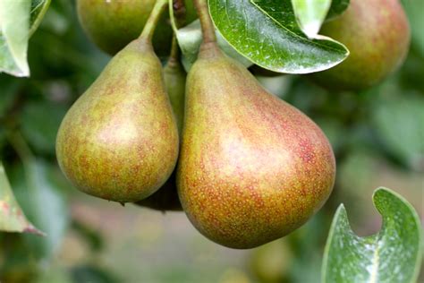 pears | The Farmstrs | Flickr