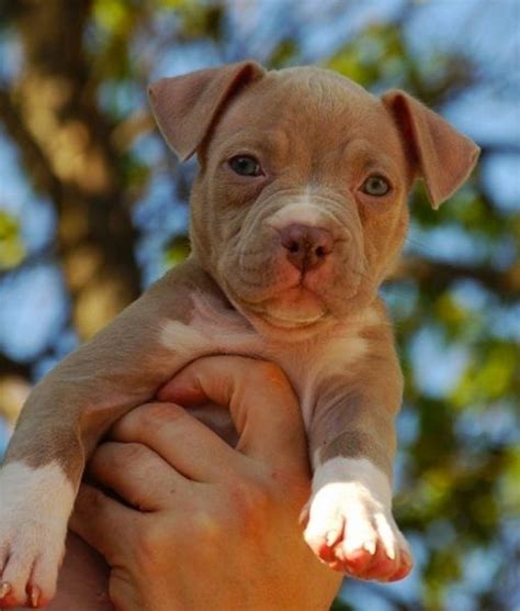 Brown Pitbull Puppies