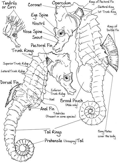 Getting to know seahorses underwater | The Seahorse Trust