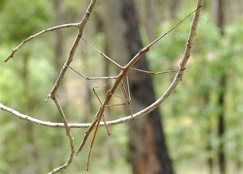 Stick and Leaf Insects - Order Phasmatodea | Stick insect, Walking stick insect, Stick bug