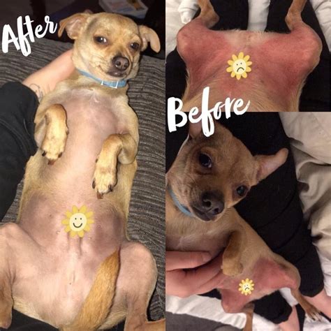 20 Products With Before-And-After Photos That Anyone With A Dog Should ...