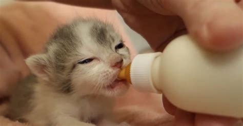 It's Dinner Time for 2 Week Old Bottle Baby Kittens ! - We Love Cats ...