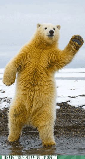 dancing polar bear dancing bear gif | WiffleGif