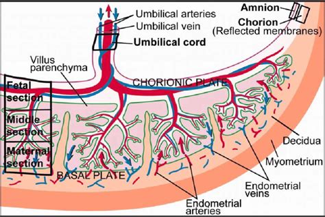 Structure of placenta [3, 4]. | Download Scientific Diagram