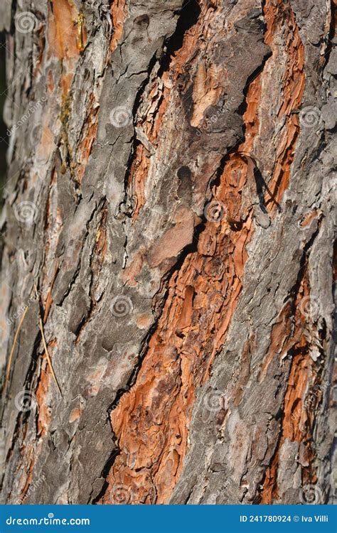 Scots pine bark stock photo. Image of brown, background - 241780924