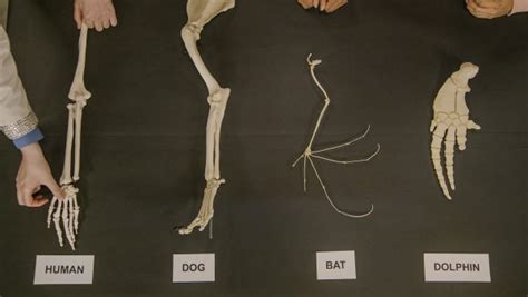 Owl Pellet Dissection DIY | Generation Genius