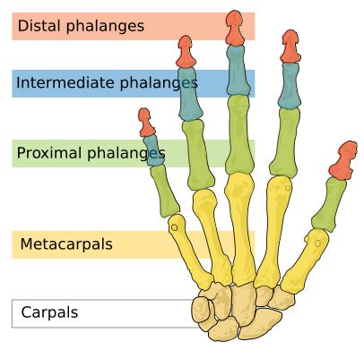 Pin by Jay Peek on costochondritis and hands | Anatomy and physiology, Physiology, Human anatomy ...