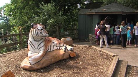 New Tigers May Come to Mill Mountain Zoo in Roanoke | WSET