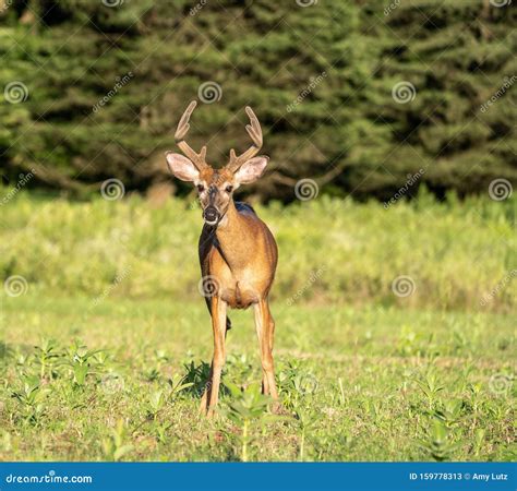 White-tailed Deer Odocoileus Virginianus with Antlers Looking at Camera Stock Image - Image of ...