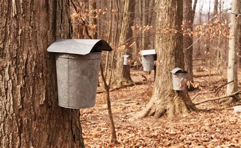 Maple Syrup Production Process