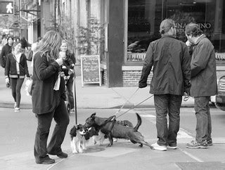 dog affection on church street | Urban Muser | Flickr