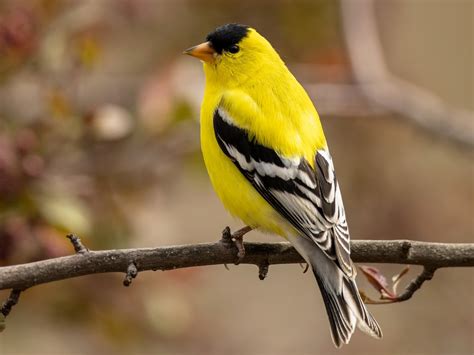15 Winter Birds in Wisconsin (With Pictures) - Sonoma Birding