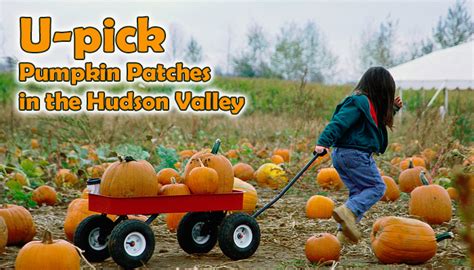 Top Pumpkin Patches in the Hudson Valley