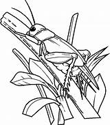 Free Printable Bug Coloring Pages For Kids sketch template