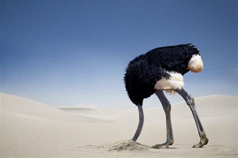 Goofy photos of the common ostrich around the world - Beaumont Enterprise