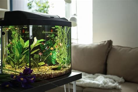 40 Gallon Fish Tank: Everything You Need To Know - Everything Fishkeeping