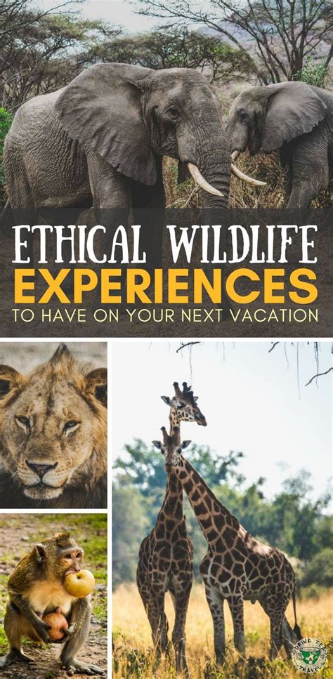 How To Recognize Ethical Wildlife Experience In South East Asia | Drink Tea & Travel | Wildlife ...