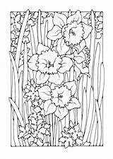 Coloring Page narcissus  Free Printables Img 27783 sketch template
