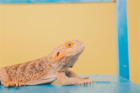 Premium Photo | A bearded dragon sits on a blue table in front of a yellow wall.