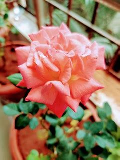 #roses at home | Hyderabadi Ladka | Flickr