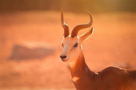 Gazelle. Arabian Wildlife In Natural Habitat Stock Image - Image of ...