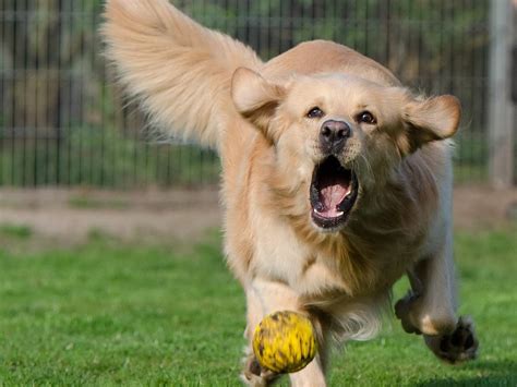 How To Train Your Golden Retriever To Hunt – Golden Hearts